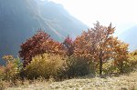 15-Alberi sotto il sole del tardo pomeriggio